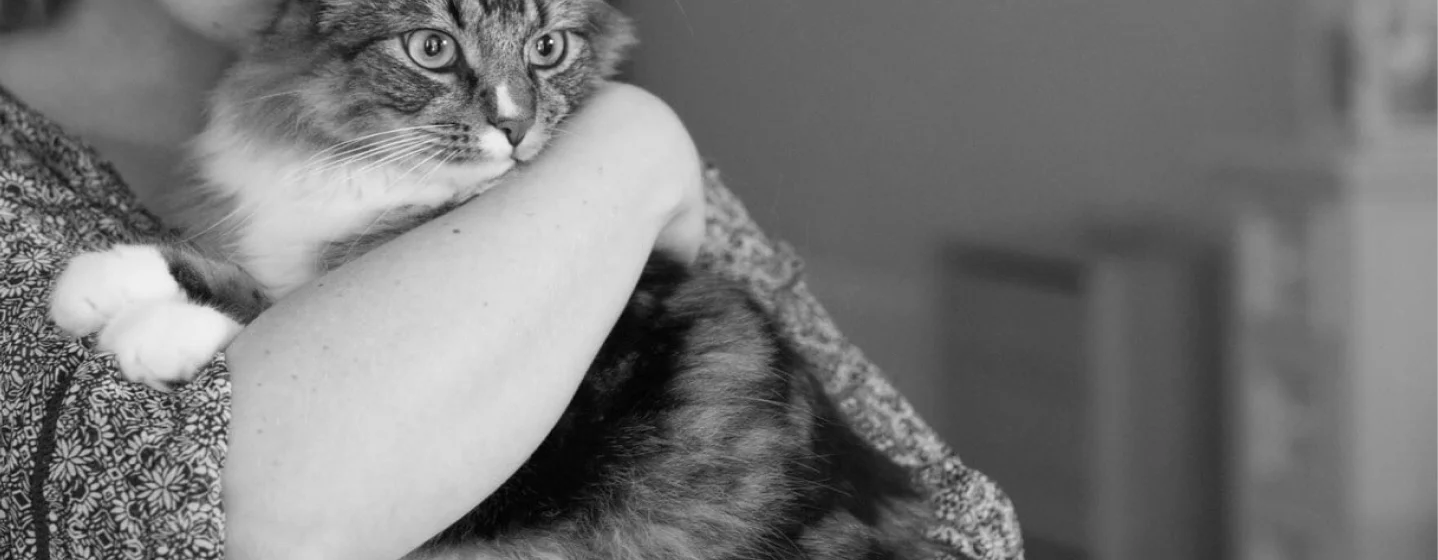 Harmony for Your Happy Cat